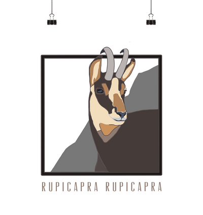 Rupicapra Rupicapra, Alpengams - Poster Din A2 (hoch) - Sauba Bleim