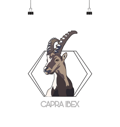 Steinbock - Capra Ibex - Poster Din A4 (hoch) - Sauba Bleim